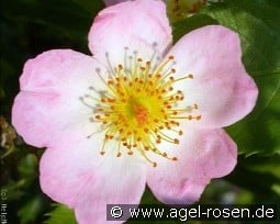 Smarty kaufen, clicken für mehr Details Smarty