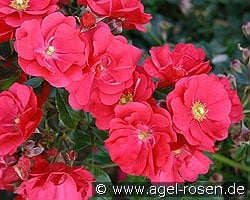 Sommermärchen kaufen, clicken für mehr Details Sommermärchen