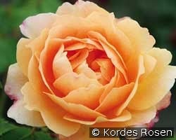 Sonnenwelt kaufen, clicken für mehr Details Sonnenwelt