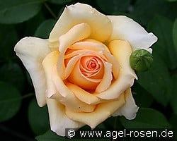 Sophia Renaissance kaufen, clicken für mehr Details Sophia Renaissance