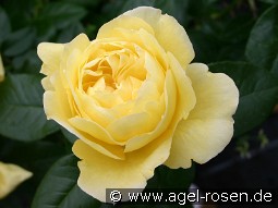 Souvenir de Marcel Proust kaufen, clicken für mehr Details Souvenir de Marcel Proust