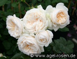 Summer Memories kaufen, clicken für mehr Details Summer Memories