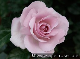 Synactif by Shiseido syn. La Rose du Petit Prince kaufen, clicken für mehr Details Synactif by Shiseido syn. La Rose du Petit Prince