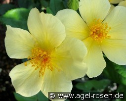 Tottering by Gently kaufen, clicken für mehr Details Tottering by Gently