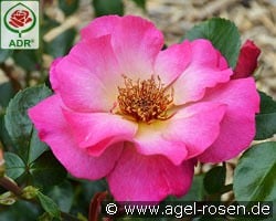 Tourmaline kaufen, clicken für mehr Details Tourmaline