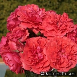 Uetersens Rosenkönigin kaufen, clicken für mehr Details Uetersens Rosenkönigin