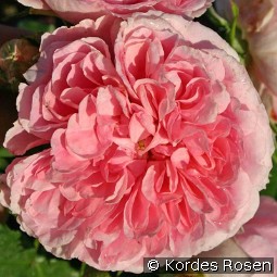 Uetersens Rosenprinzessin kaufen, clicken für mehr Details Uetersens Rosenprinzessin