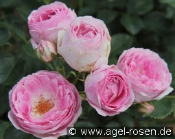 Vesalius kaufen, clicken für mehr Details Vesalius