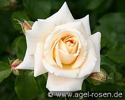 Wartburg '77 kaufen, clicken für mehr Details Wartburg '77