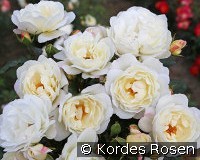 Weisse Wolke 2018 kaufen, clicken für mehr Details Weisse Wolke 2018