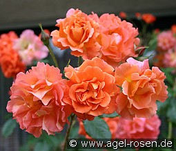 Westerland kaufen, clicken für mehr Details Westerland