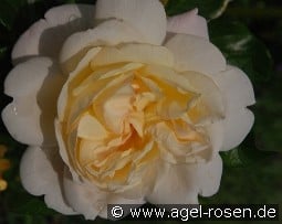 White Gold kaufen, clicken für mehr Details White Gold