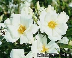 White Haze kaufen, clicken für mehr Details White Haze