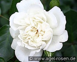 White Meidiland kaufen, clicken für mehr Details White Meidiland