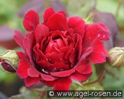 Zayed of Abu Dhabi kaufen, clicken für mehr Details Zayed of Abu Dhabi