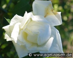 Niphetos kaufen, click for more details Niphetos