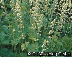 Tellima kaufen, clicken für mehr Details Tellima