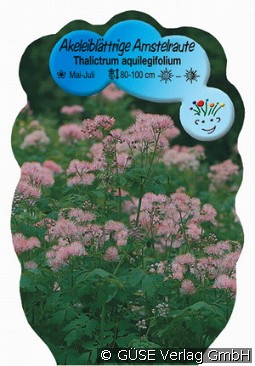 Wiesenraute kaufen, clicken für mehr Details Wiesenraute