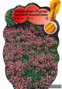 Thymian kaufen, clicken für mehr Details Thymian