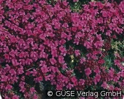 Feld-Thymian kaufen, clicken für mehr Details Feld-Thymian