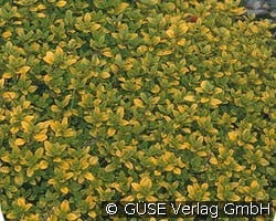 Gelber Zitronen-Thymian kaufen, clicken für mehr Details Gelber Zitronen-Thymian