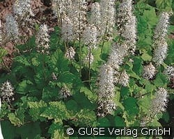 Schaumblüte kaufen, clicken für mehr Details Schaumblüte