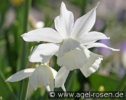 Triandrus Thalia kaufen, click for more details Triandrus Thalia