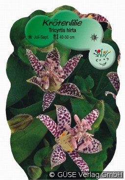 Krötenlilie kaufen, clicken für mehr Details Krötenlilie