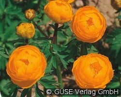 Trollblume kaufen, clicken für mehr Details Trollblume