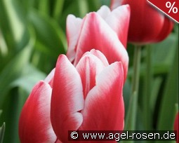 Tulipa Universum