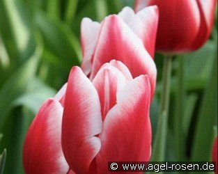 Tulipa Universum