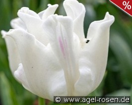 Tulipa White Liberstar