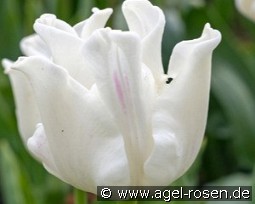 Tulipa White Liberstar