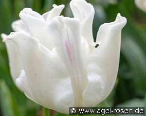 Tulipa White Liberstar