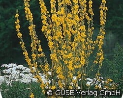 Königskerze kaufen, clicken für mehr Details Königskerze