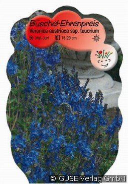 Ehrenpreis kaufen, clicken für mehr Details Ehrenpreis