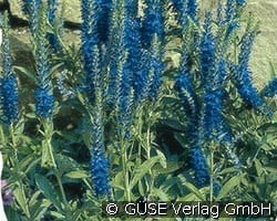 Ehrenpreis kaufen, clicken für mehr Details Ehrenpreis