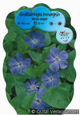 Großes Immergrün kaufen, clicken für mehr Details Großes Immergrün