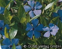 Immergrün kaufen, clicken für mehr Details Immergrün