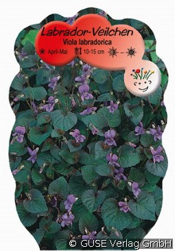 Labrador-Veilchen kaufen, clicken für mehr Details Labrador-Veilchen