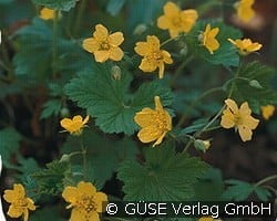Waldsteinie kaufen, clicken für mehr Details Waldsteinie