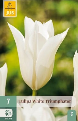 White Triumphator kaufen, clicken für mehr Details White Triumphator