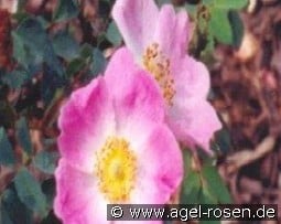 Bourgogne kaufen, click for more details Bourgogne