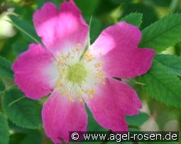 Rosa Carolina kaufen, click for more details Rosa Carolina