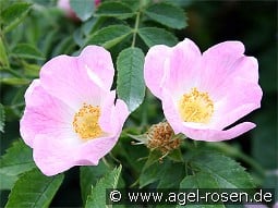 Rosa canina kaufen, click for more details Rosa canina