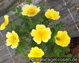Rosa hugonis kaufen, click for more details Rosa hugonis