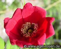 Rosa moyesii kaufen, click for more details Rosa moyesii