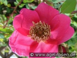 Rosa moyesii Geranium kaufen, click for more details Rosa moyesii Geranium