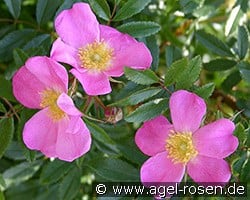 Rosa nitida kaufen, click for more details Rosa nitida