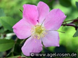 Rosa pendulina kaufen, click for more details Rosa pendulina